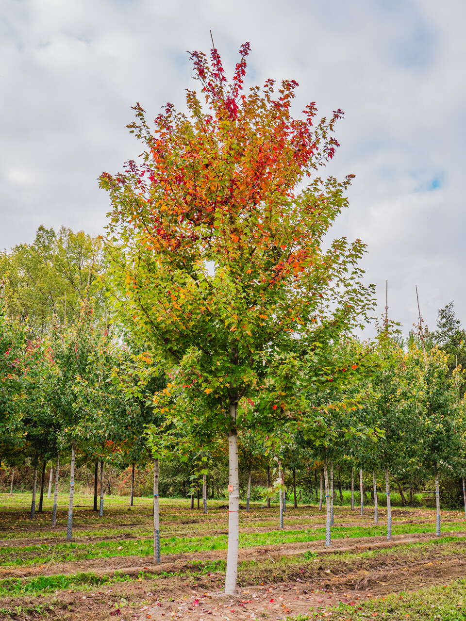 Acer ×freemanii AUTUMN BLAZE ('Jeffersred') | Acer ×freemanii